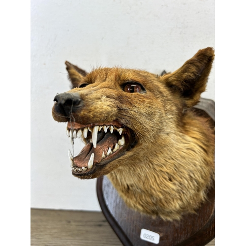 644 - A vintage taxidermy fox head on oak plaque - approx. 33cm high