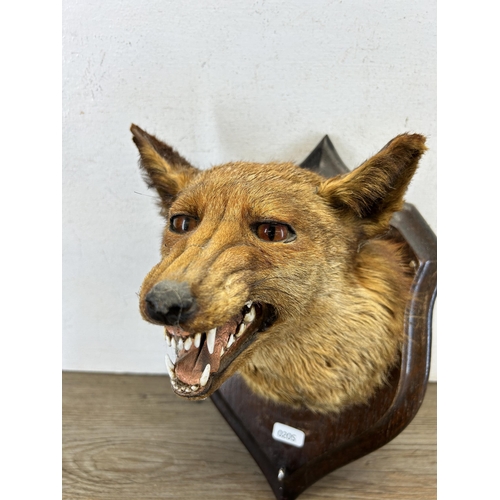 644 - A vintage taxidermy fox head on oak plaque - approx. 33cm high