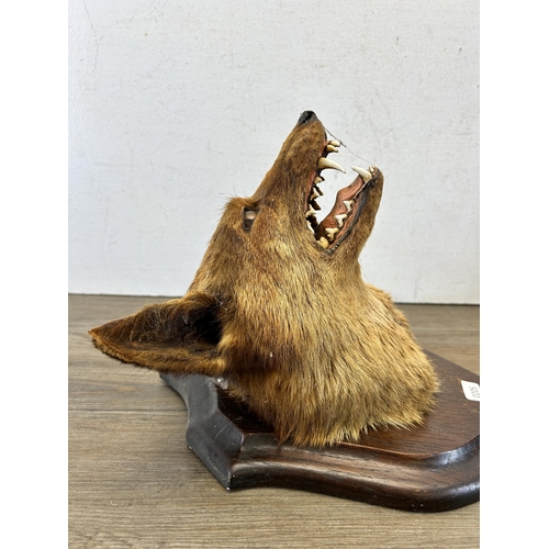 644 - A vintage taxidermy fox head on oak plaque - approx. 33cm high