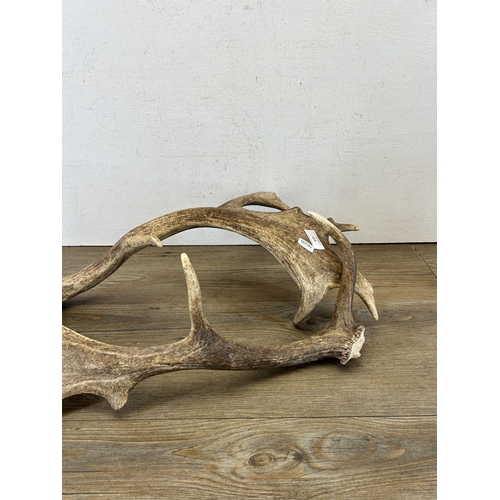 645 - A pair of vintage deer antlers