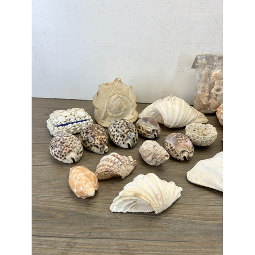 661 - A collection of seashells