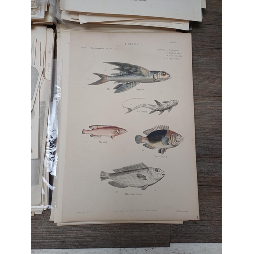 507D - A large collection of 19th century animal related book illustrations