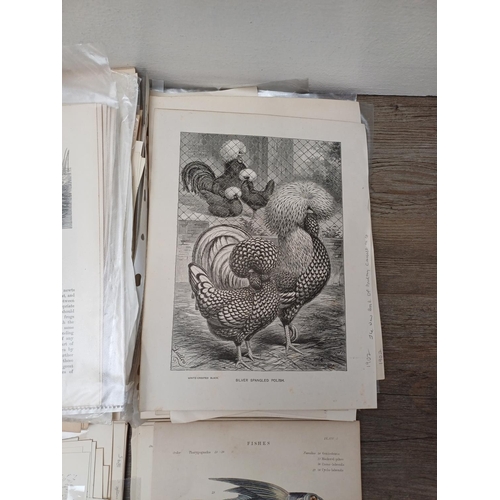 507D - A large collection of 19th century animal related book illustrations