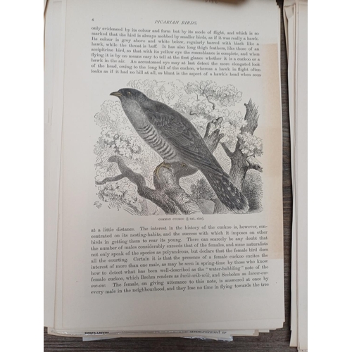 507D - A large collection of 19th century animal related book illustrations