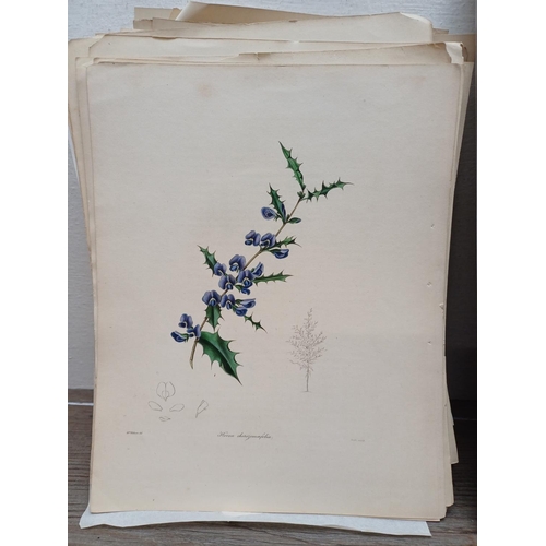 507I - A large collection of 19th century botanical book illustrations