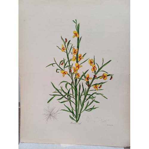 507I - A large collection of 19th century botanical book illustrations