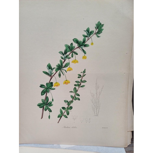 507I - A large collection of 19th century botanical book illustrations