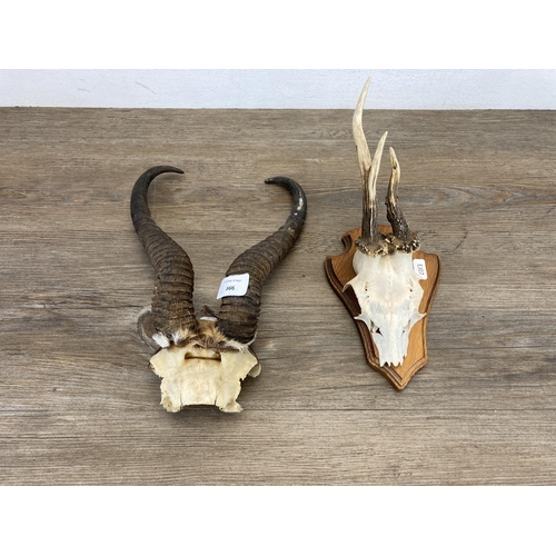 566 - Two pieces of vintage wall mounted taxidermy, one Roe Deer and one Gazelle