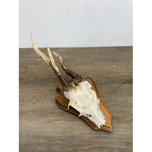 566 - Two pieces of vintage wall mounted taxidermy, one Roe Deer and one Gazelle