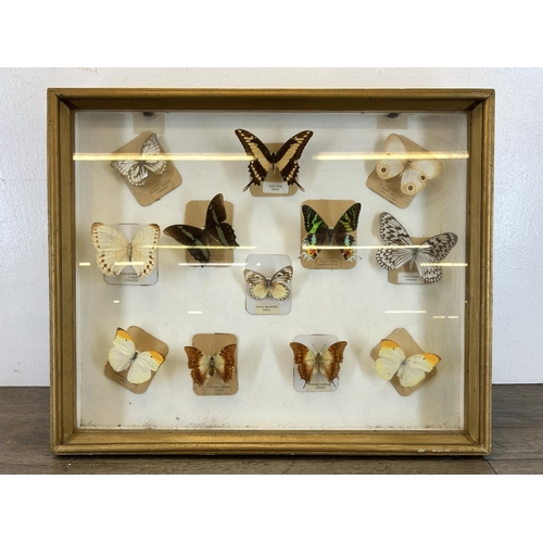 551 - A framed Entomology Collection