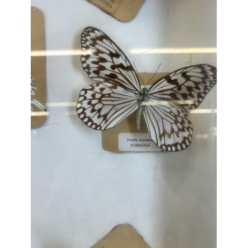 551 - A framed Entomology Collection