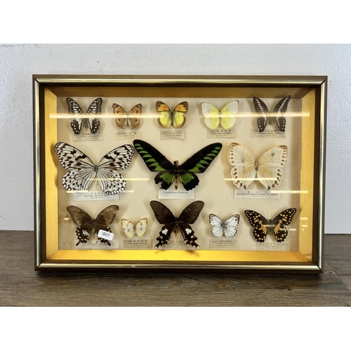 552 - A framed Entomology Collection