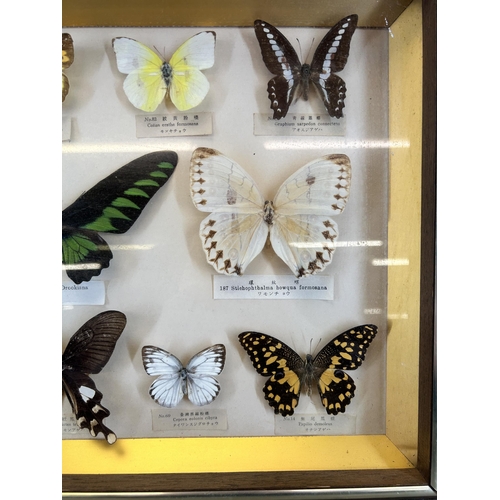 552 - A framed Entomology Collection