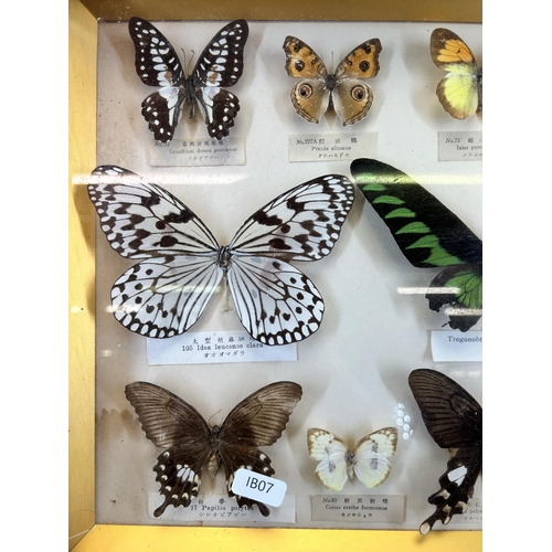 552 - A framed Entomology Collection