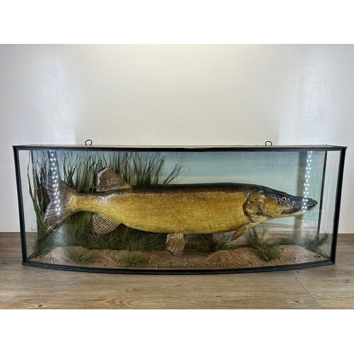 607 - An early 20th century cased J. Cooper & Sons taxidermy pike caught in the Avon, Christchurch, Nov 3r...