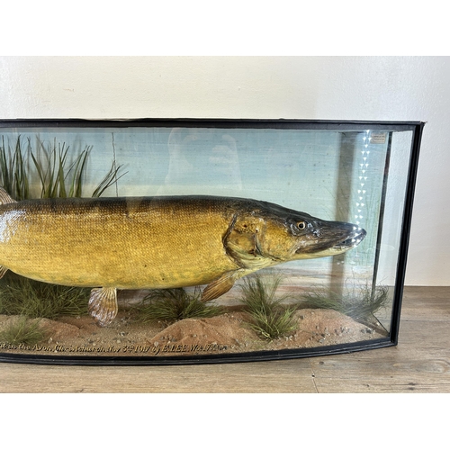 607 - An early 20th century cased J. Cooper & Sons taxidermy pike caught in the Avon, Christchurch, Nov 3r... 