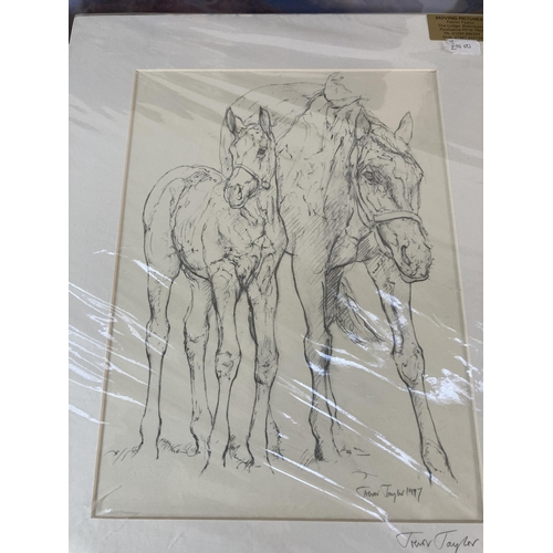 257 - Eight unframed animal prints to include Kim Thompson tiger, Trevor Taylor pencil signed horses etc.