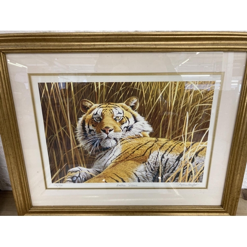 289 - Four framed tiger prints to include three Stephen Gayford pencil signed limited edition etc.