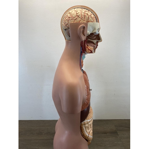 527 - An Altay human anatomy torso model - approx. 88cm high