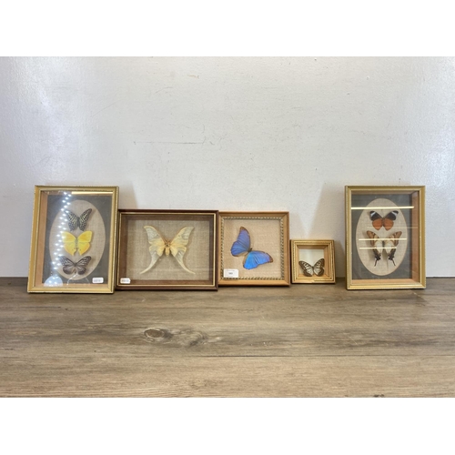 583 - Five framed butterfly and moth taxidermy specimens - largest approx. 26cm high x 20.5cm wide