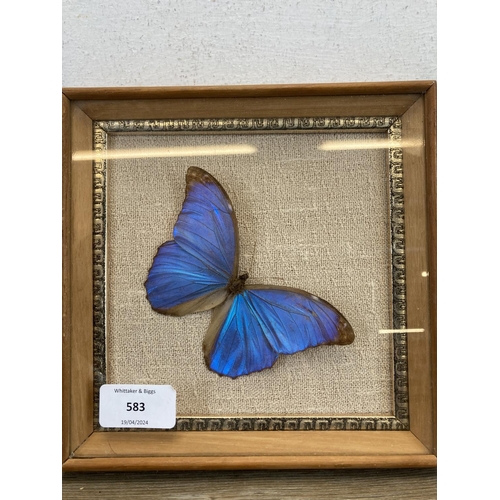 583 - Five framed butterfly and moth taxidermy specimens - largest approx. 26cm high x 20.5cm wide