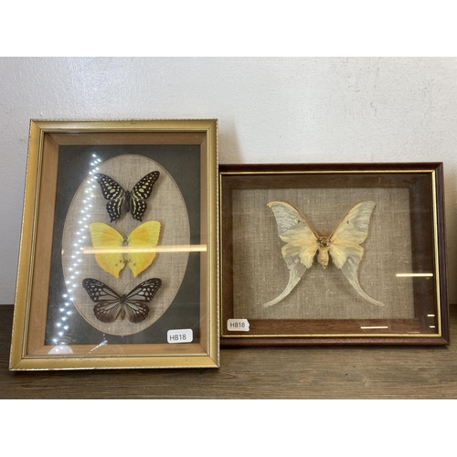 583 - Five framed butterfly and moth taxidermy specimens - largest approx. 26cm high x 20.5cm wide