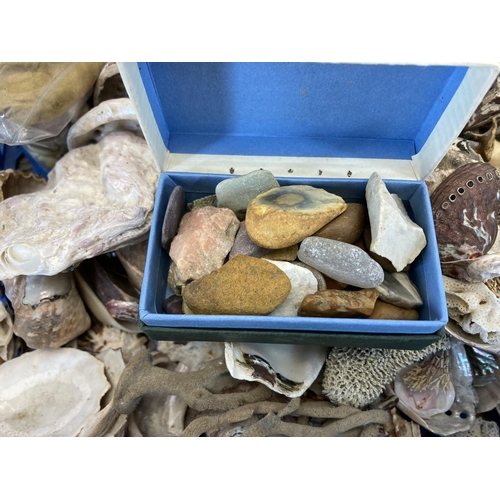 593 - A large collection of seashells and specimens