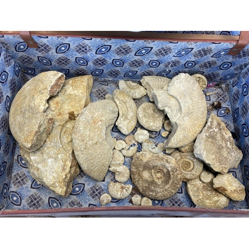 596 - A brown leather briefcase containing a collection of ammonite fossils