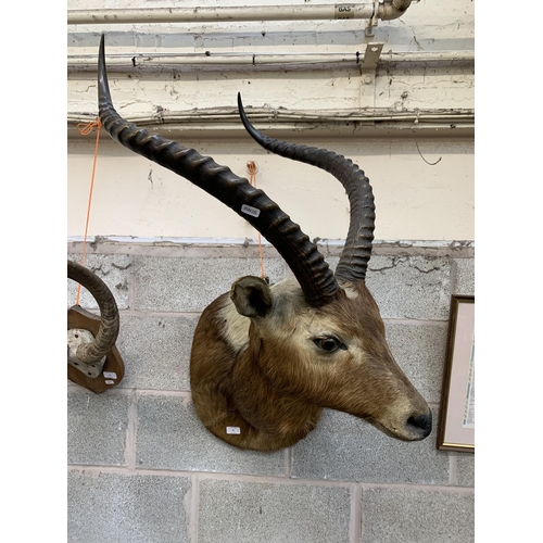 22 - An early 20th century taxidermy antelope - approx. 94cm high x 38cm wide