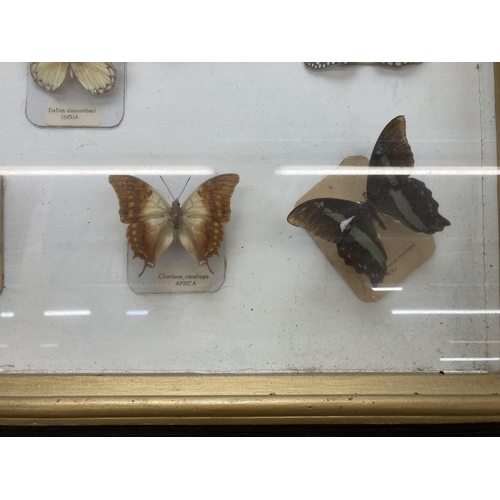 643 - A vintage framed taxidermy butterfly specimen display - approx. 48cm high x 59cm wide x 8cm deep