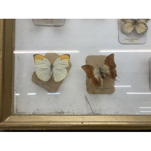 643 - A vintage framed taxidermy butterfly specimen display - approx. 48cm high x 59cm wide x 8cm deep