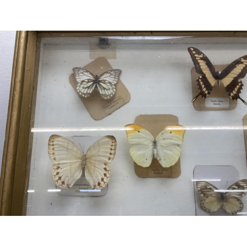 643 - A vintage framed taxidermy butterfly specimen display - approx. 48cm high x 59cm wide x 8cm deep