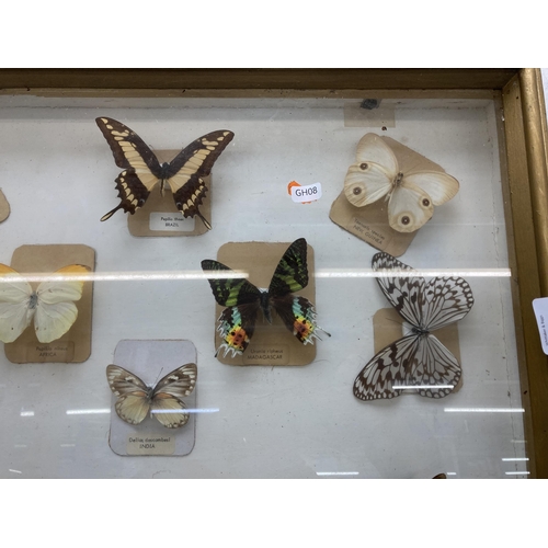 643 - A vintage framed taxidermy butterfly specimen display - approx. 48cm high x 59cm wide x 8cm deep