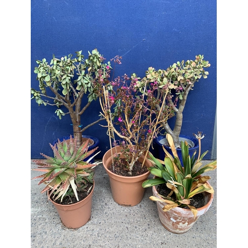 246 - Five potted plants to include cactus, crassula etc. - largest approx. 65cm high