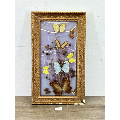 531 - A vintage gilt framed taxidermy butterfly and dried flower display - approx. 58cm high x 34cm wide