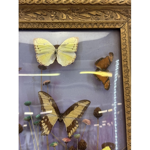 531 - A vintage gilt framed taxidermy butterfly and dried flower display - approx. 58cm high x 34cm wide