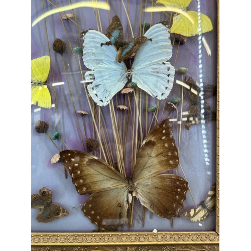 531 - A vintage gilt framed taxidermy butterfly and dried flower display - approx. 58cm high x 34cm wide