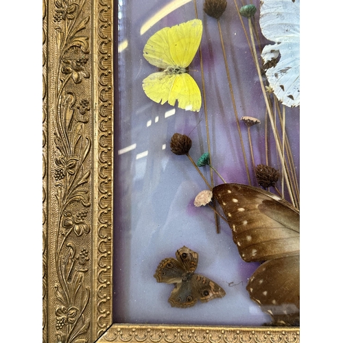 531 - A vintage gilt framed taxidermy butterfly and dried flower display - approx. 58cm high x 34cm wide