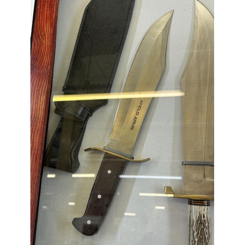 2201 - A wooden display case containing three hunting knives to include Rambo First Blood, Arnold Arms etc.... 