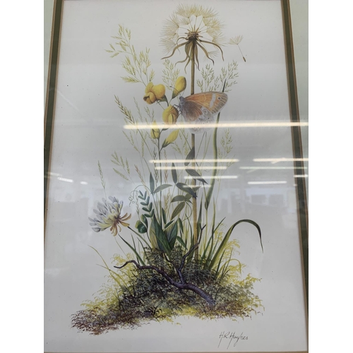 344 - A framed H. R. Hughes botanical print