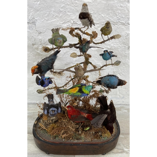 79 - A Victorian taxidermy diorama of thirteen exotic birds under glass dome on rosewood stand - approx. ... 