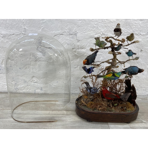 79 - A Victorian taxidermy diorama of thirteen exotic birds under glass dome on rosewood stand - approx. ... 