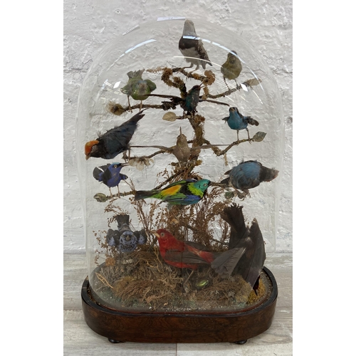 79 - A Victorian taxidermy diorama of thirteen exotic birds under glass dome on rosewood stand - approx. ... 