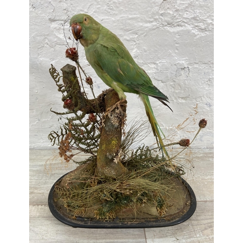 81 - A Victorian taxidermy parakeet under glass dome on ebonised stand - approx. 39cm high x 28cm wide x ... 