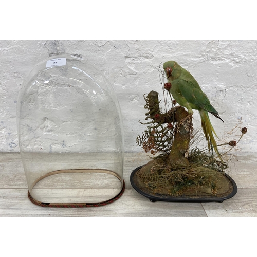 81 - A Victorian taxidermy parakeet under glass dome on ebonised stand - approx. 39cm high x 28cm wide x ... 