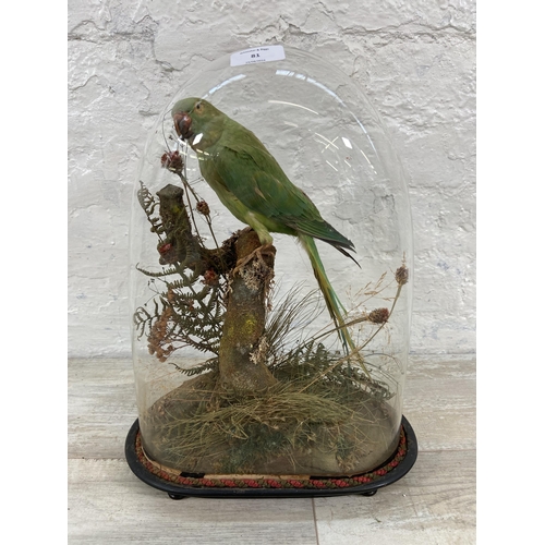 81 - A Victorian taxidermy parakeet under glass dome on ebonised stand - approx. 39cm high x 28cm wide x ... 