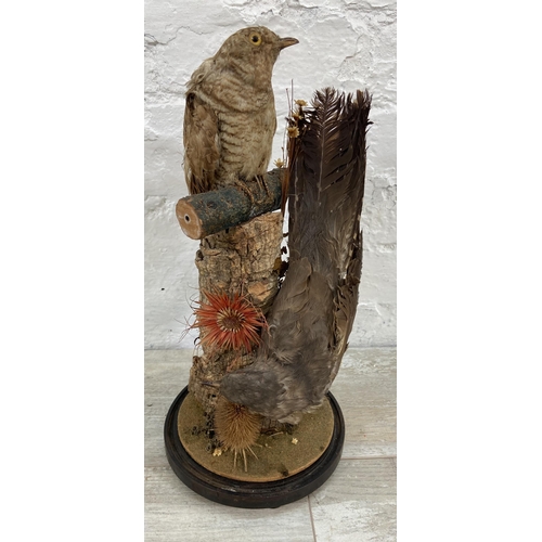 83 - A Victorian taxidermy two bird display under glass dome on ebonised stand - approx. 40cm high