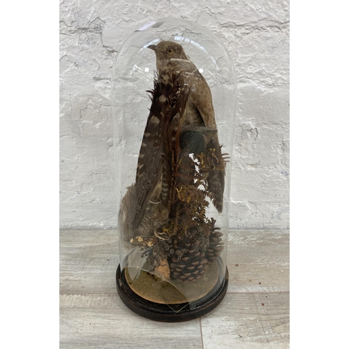 83 - A Victorian taxidermy two bird display under glass dome on ebonised stand - approx. 40cm high