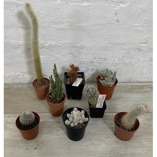 217 - Eight various potted cacti