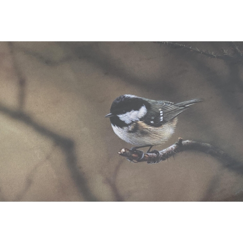 223 - Two framed Steven Townsend limited edition pencil signed photographs of birds, both 272/400 - approx... 